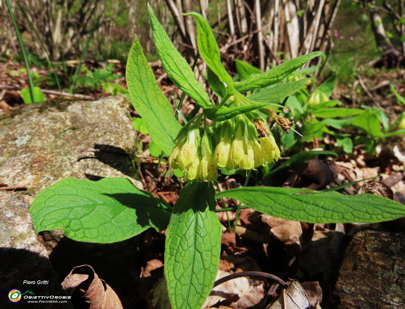 18 Simphitum tuberosum (Consolida femmina).JPG